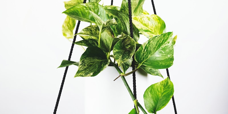 英格兰足球超级联赛火爆德比场面，球迷热烈欢呼